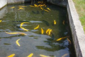 bassin_truites